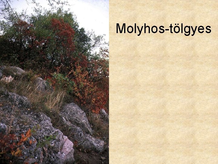Molyhos-tölgyes 