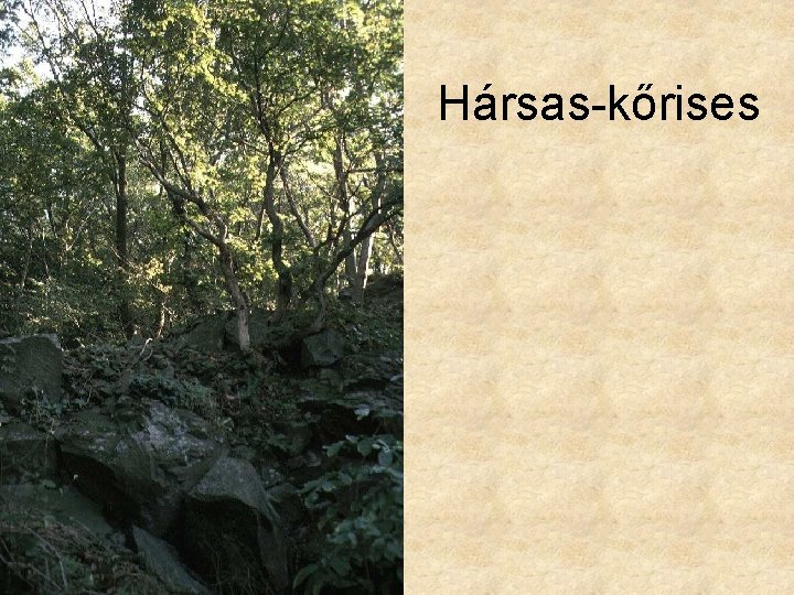Hársas-kőrises 