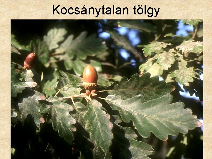 Kocsánytalan tölgy 