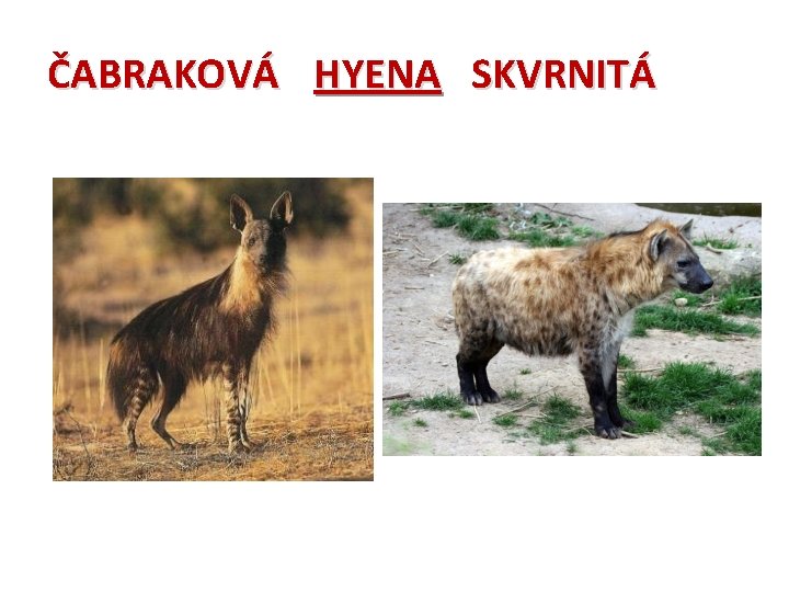 ČABRAKOVÁ HYENA SKVRNITÁ 