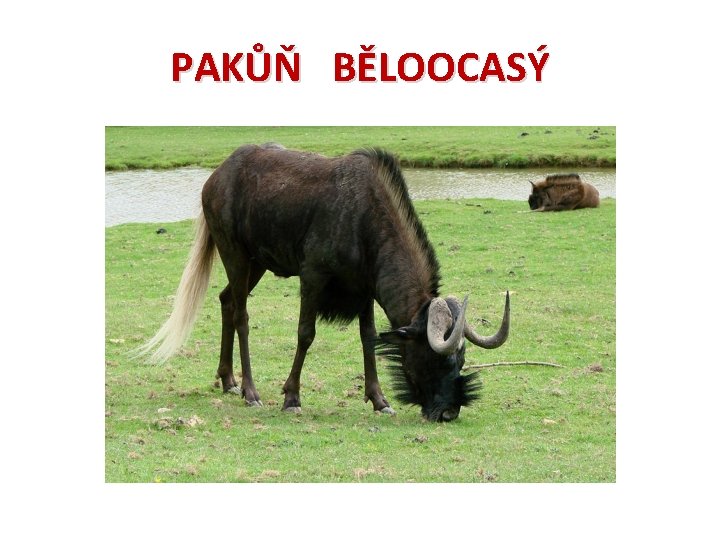 PAKŮŇ BĚLOOCASÝ 