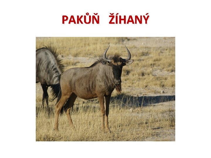 PAKŮŇ ŽÍHANÝ 