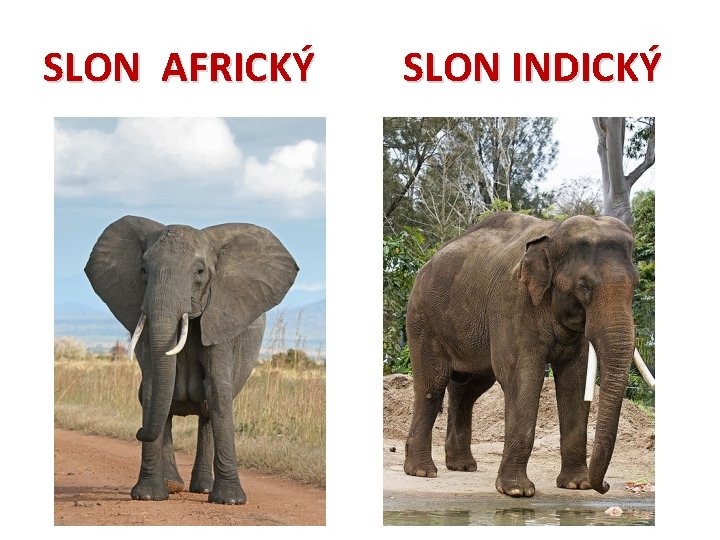 SLON AFRICKÝ SLON INDICKÝ 