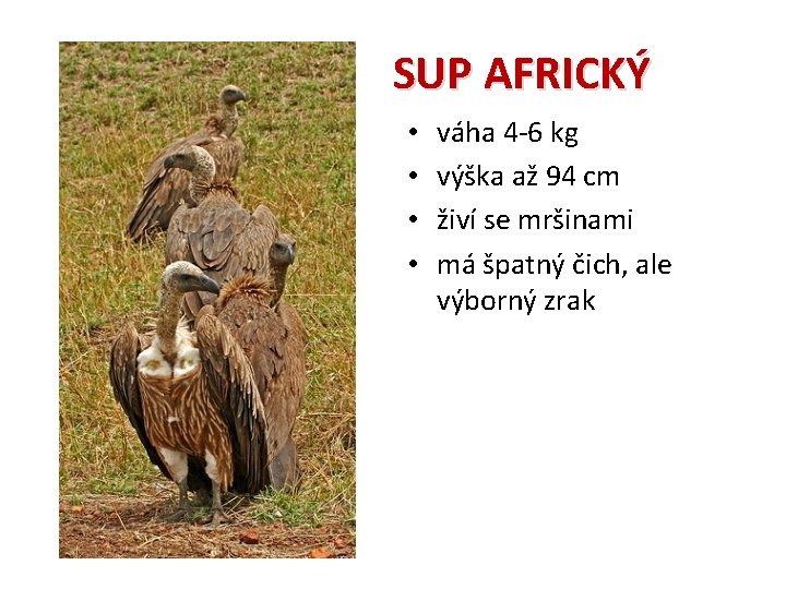 SUP AFRICKÝ • • váha 4 -6 kg výška až 94 cm živí se