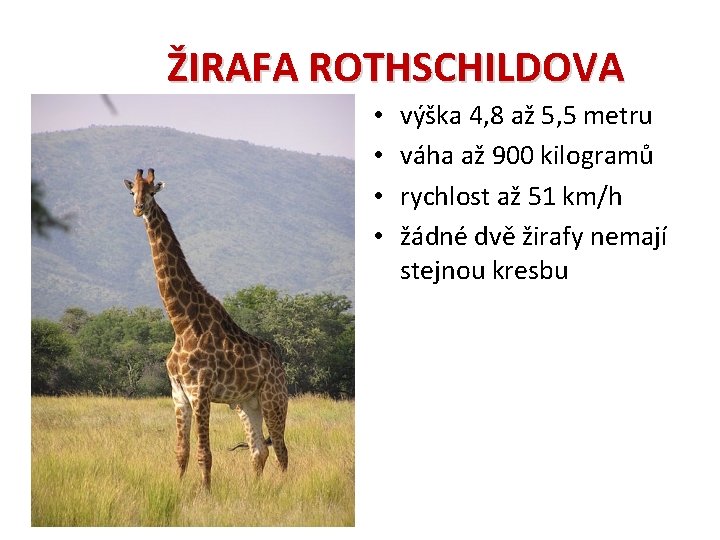 ŽIRAFA ROTHSCHILDOVA • • výška 4, 8 až 5, 5 metru váha až 900