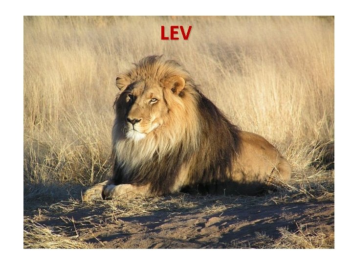 LEV 