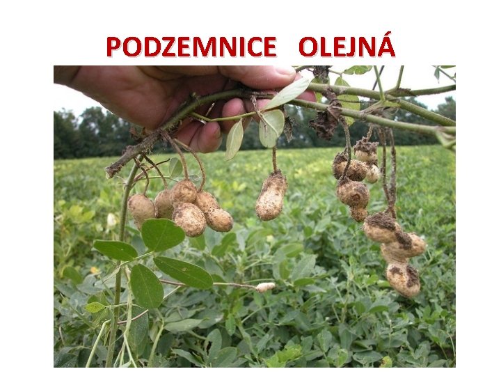 PODZEMNICE OLEJNÁ 