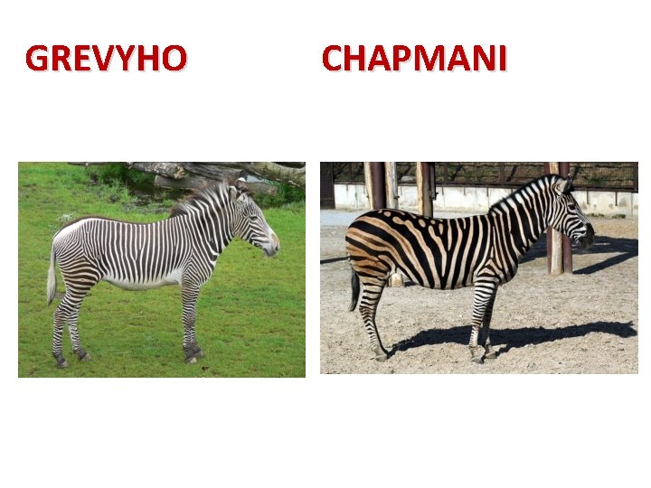 GREVYHO CHAPMANI 