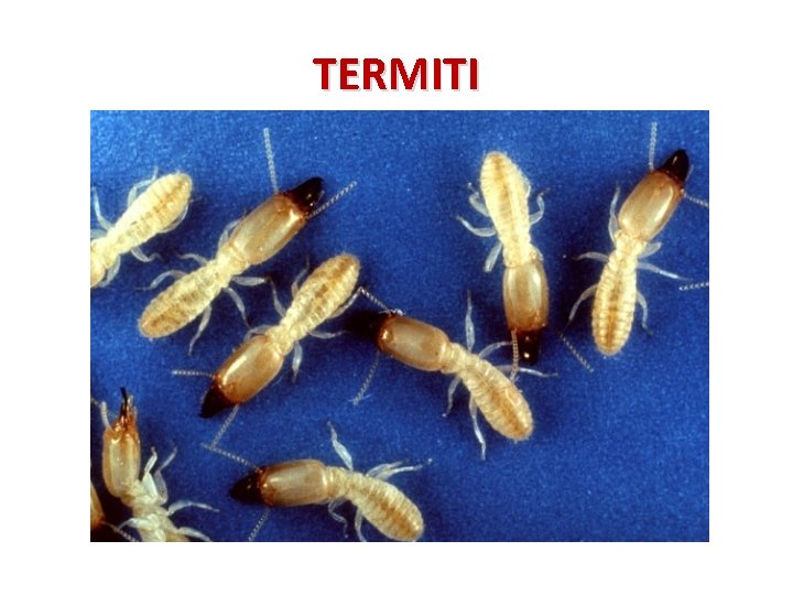 TERMITI 