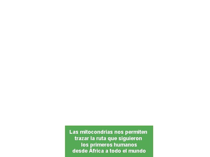 Las mitocondrias nos permiten trazar la ruta que siguieron los primeros humanos desde África