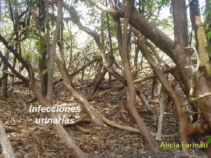 Infecciones urinarias Alicia Farinati 
