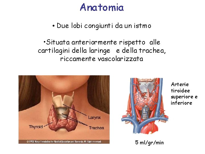 Anatomia • Due lobi congiunti da un istmo • Situata anteriormente rispetto alle cartilagini