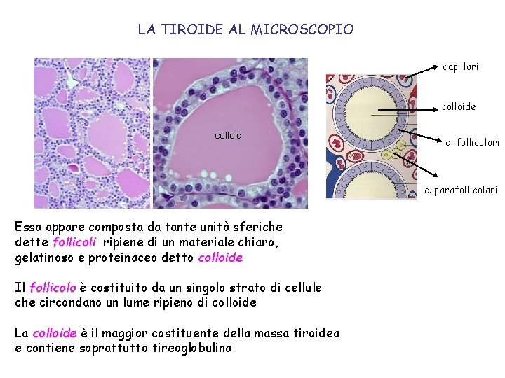 LA TIROIDE AL MICROSCOPIO capillari colloide c. follicolari c. parafollicolari Essa appare composta da