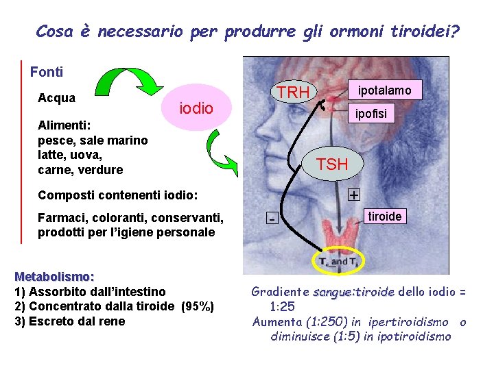 Cosa è necessario per produrre gli ormoni tiroidei? Fonti Acqua TRH iodio ipofisi Alimenti: