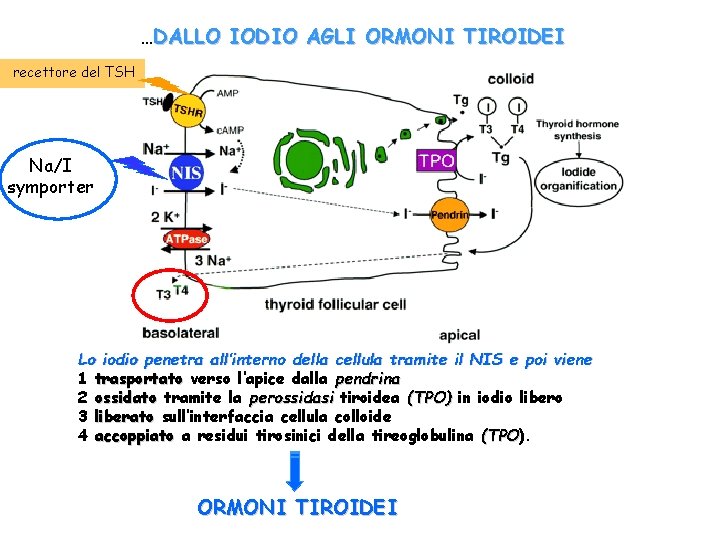 …DALLO IODIO AGLI ORMONI TIROIDEI recettore del TSH Na/I symporter Lo iodio penetra all’interno