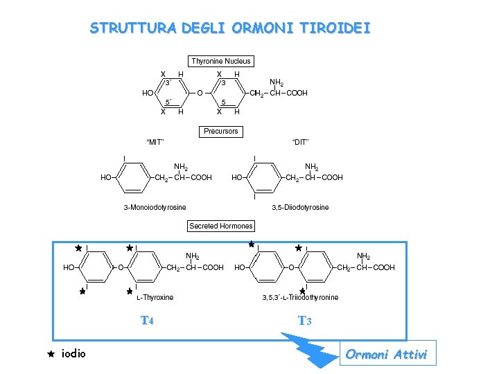 STRUTTURA DEGLI ORMONI TIROIDEI T 4 iodio T 3 Ormoni Attivi 