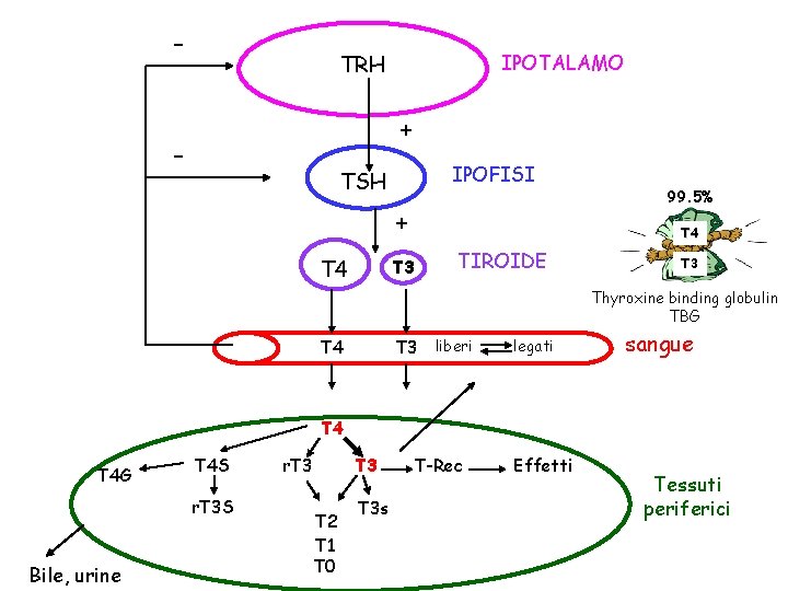 - TRH IPOTALAMO + - IPOFISI TSH + T 4 99. 5% T 4