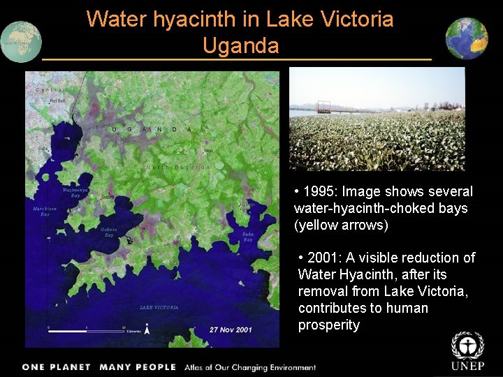 Water hyacinth in Lake Victoria Uganda These images show water hyacinth infestation and control