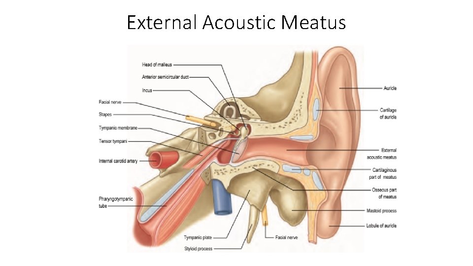 Organs of Hearing Equilibrium 1 Learning Objectives Students