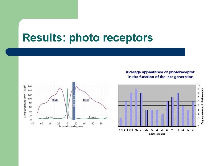 Results: photo receptors l l l External spreading Why ? Human eye Diff (Rods)