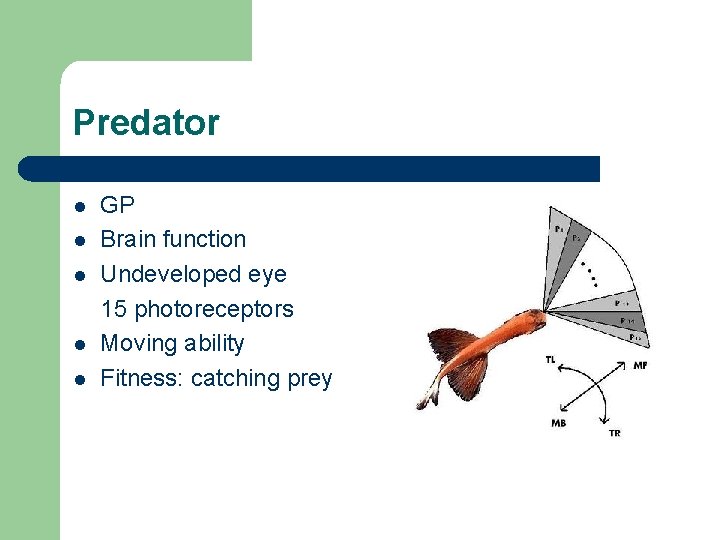 Predator l l l GP Brain function Undeveloped eye 15 photoreceptors Moving ability Fitness: