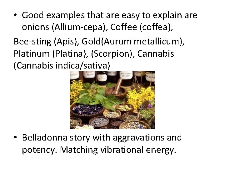  • Good examples that are easy to explain are onions (Allium-cepa), Coffee (coffea),