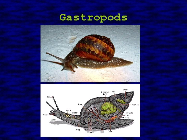 Gastropods 