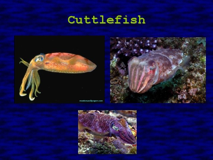 Cuttlefish 