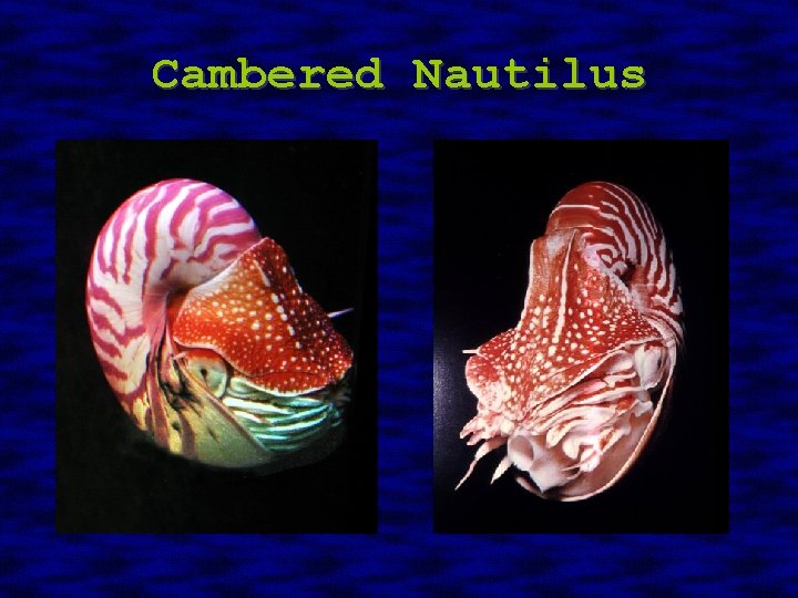 Cambered Nautilus 