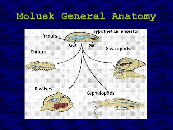 Molusk General Anatomy 