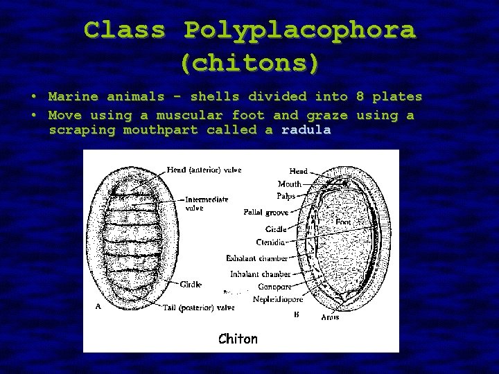 Class Polyplacophora (chitons) • Marine animals - shells divided into 8 plates • Move