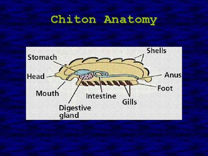 Chiton Anatomy 