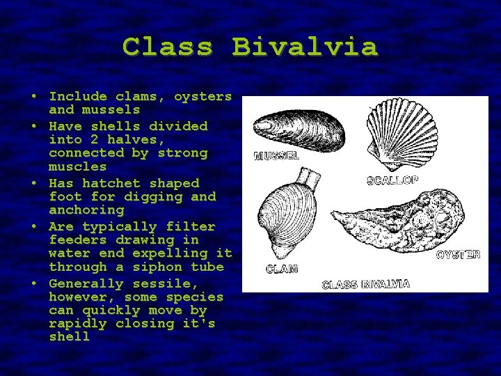 Class Bivalvia • Include clams, oysters and mussels • Have shells divided into 2