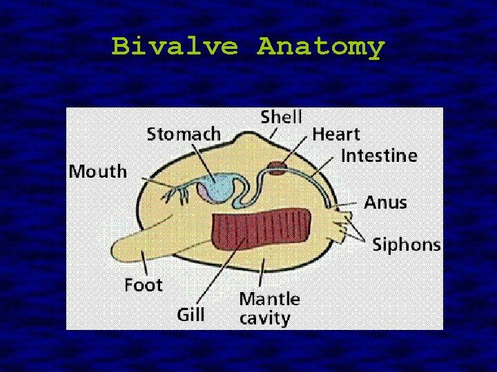 Bivalve Anatomy 