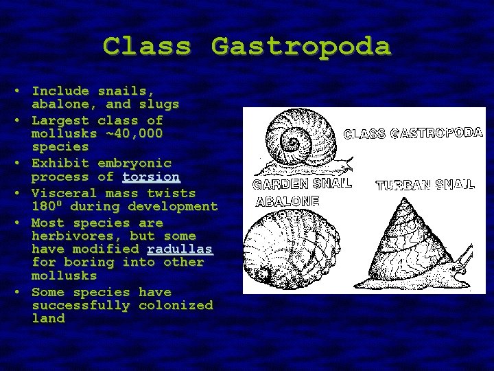 Class Gastropoda • Include snails, abalone, and slugs • Largest class of mollusks ~40,