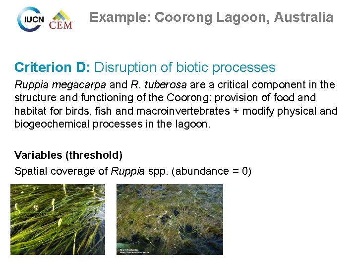 Example: Coorong Lagoon, Australia Criterion D: Disruption of biotic processes Ruppia megacarpa and R.