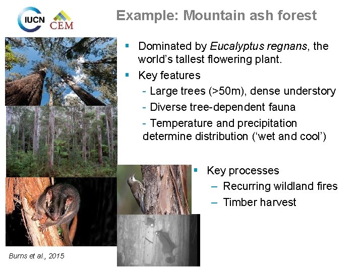 Example: Mountain ash forest § Dominated by Eucalyptus regnans, the world’s tallest flowering plant.