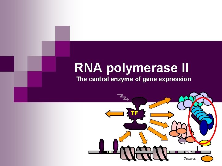 RNA polymerase II The central enzyme of gene expression TF TBP TATA Promoter 