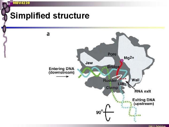 MBV 4230 Simplified structure 