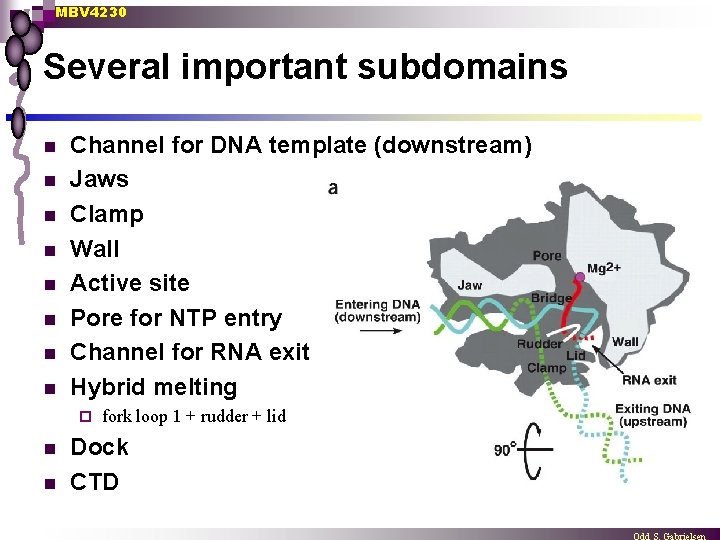 MBV 4230 Several important subdomains n n n n Channel for DNA template (downstream)