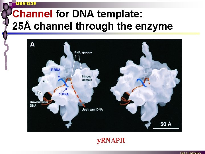 MBV 4230 Channel for DNA template: 25Å channel through the enzyme y. RNAPII 