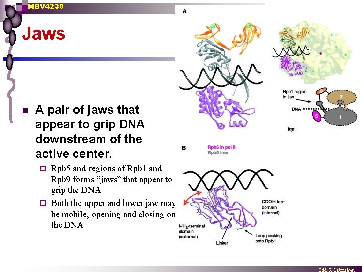 MBV 4230 Jaws n A pair of jaws that appear to grip DNA downstream