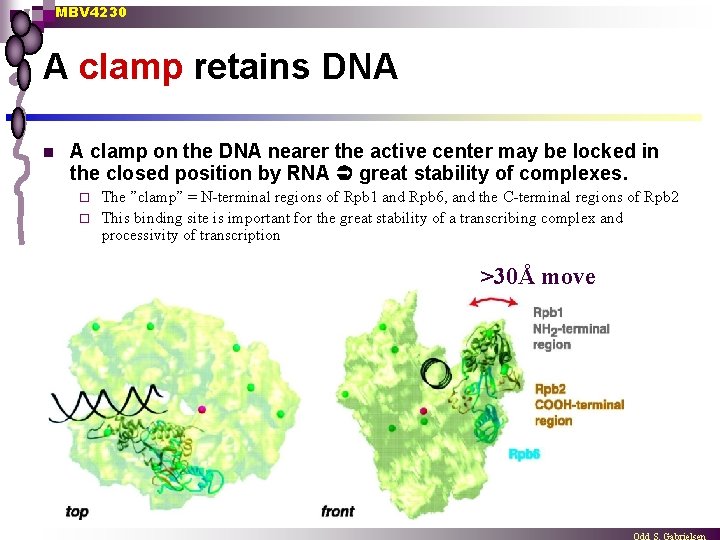MBV 4230 A clamp retains DNA n A clamp on the DNA nearer the