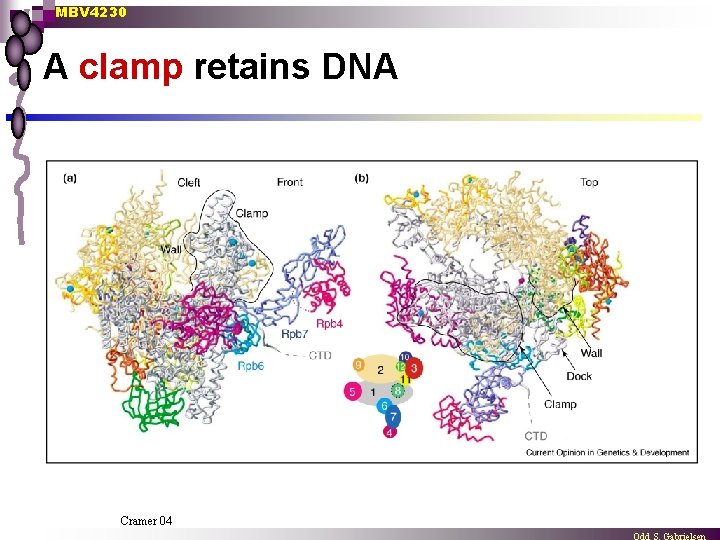 MBV 4230 A clamp retains DNA Cramer 04 