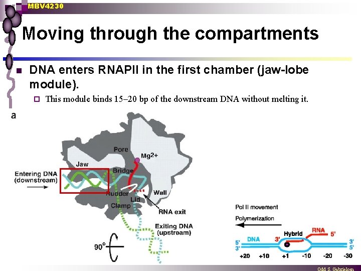 MBV 4230 Moving through the compartments n DNA enters RNAPII in the first chamber