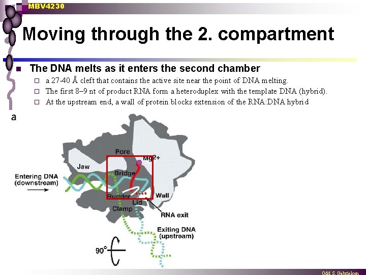 MBV 4230 Moving through the 2. compartment n The DNA melts as it enters