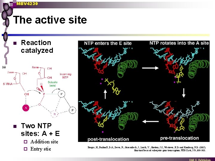 MBV 4230 The active site n Reaction catalyzed n Two NTP sites: A +