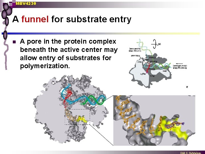 MBV 4230 A funnel for substrate entry n A pore in the protein complex