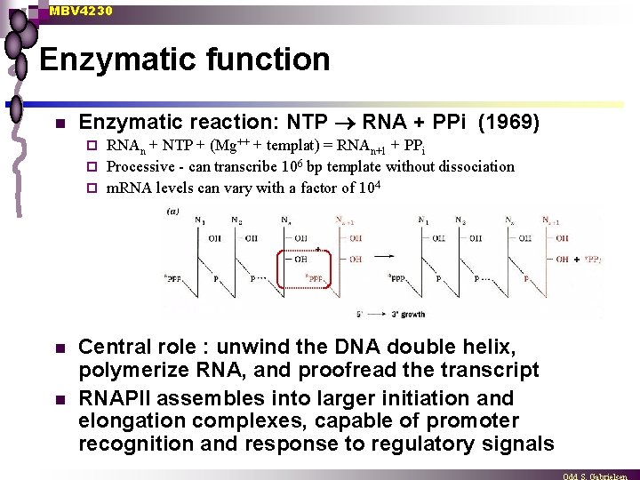 MBV 4230 Enzymatic function n Enzymatic reaction: NTP RNA + PPi (1969) RNAn +