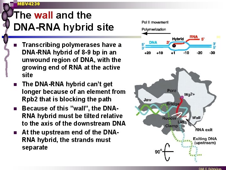MBV 4230 The wall and the DNA-RNA hybrid site n n Transcribing polymerases have